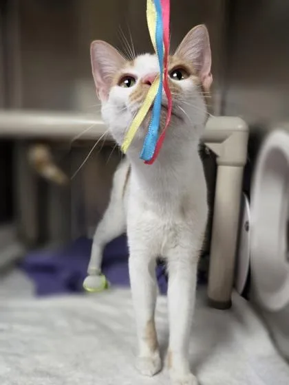 A baby medium-sized male Domestic Short Hair cat named Cheese for adoption in Westland, MI
