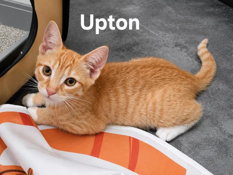 A baby medium-sized male Tabby (Orange / Red) Domestic Short Hair cat named Usha  Upton& Uzzi for adoption in Chicopee, MA