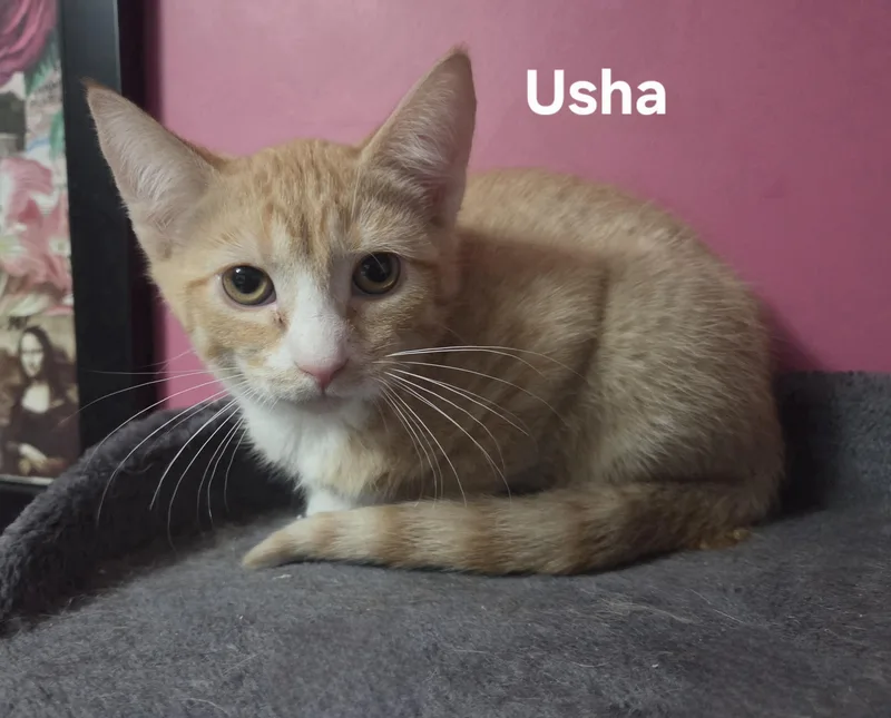 Usha  Upton& Uzzi thumbnail 2