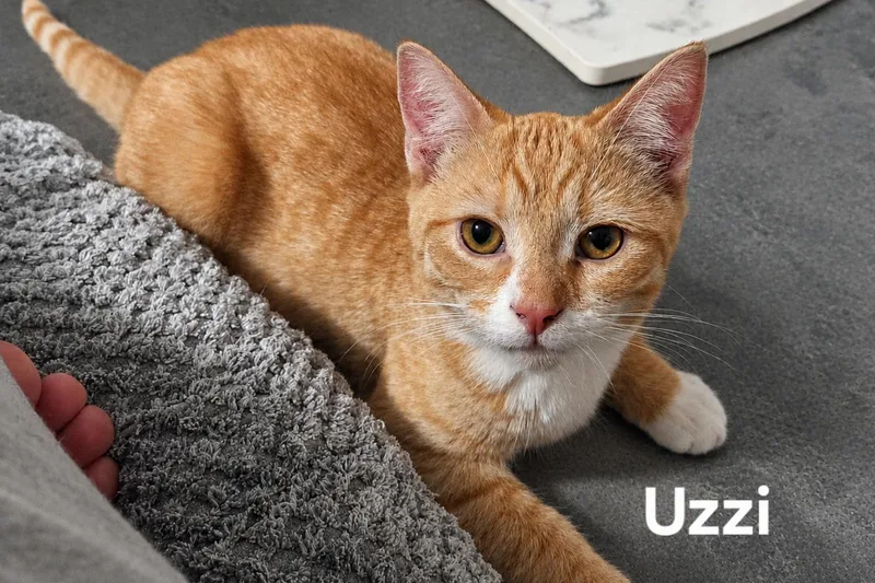 Usha  Upton& Uzzi thumbnail 3