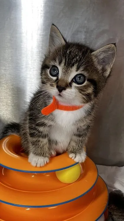 A baby small-sized male Domestic Short Hair cat named Pupa for adoption in West Chester, PA