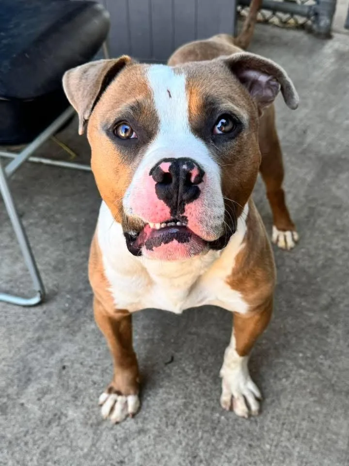 An adult medium-sized male Brown / Chocolate Pit Bull Terrier dog named Chopper for adoption in Chicago, IL