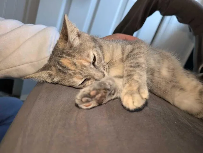 A baby medium-sized female Domestic Short Hair cat named Billie for adoption in Athens, AL