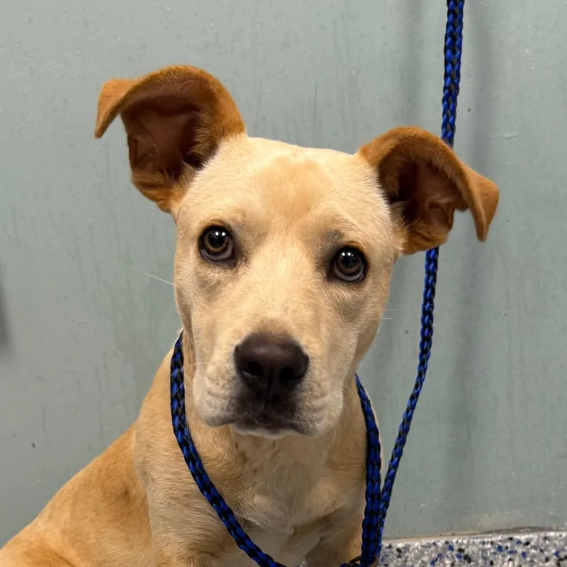 A young small-sized female Yellow / Tan / Blond / Fawn Labrador Retriever dog named Ophelia for adoption in Greenville, SC