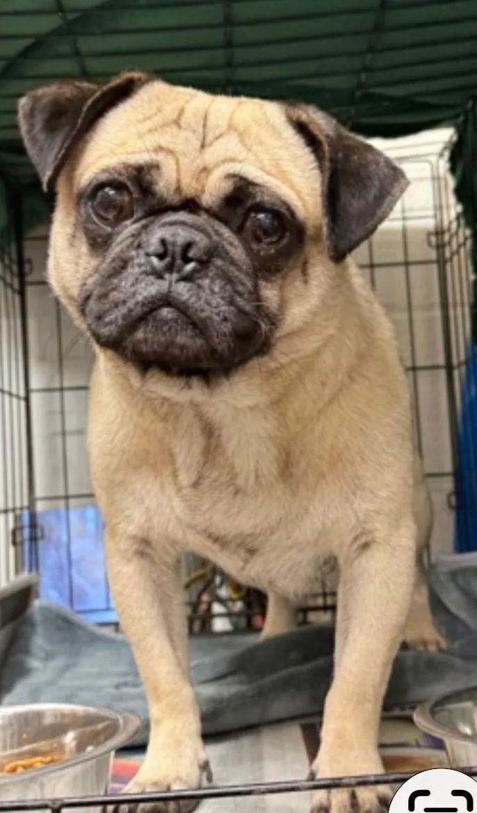 An adult small-sized male Pug dog named Bill Board for adoption in Armada, MI