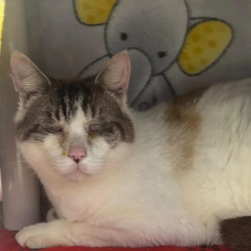 An adult large-sized male White Domestic Short Hair cat named Niles for adoption in Greenville, SC