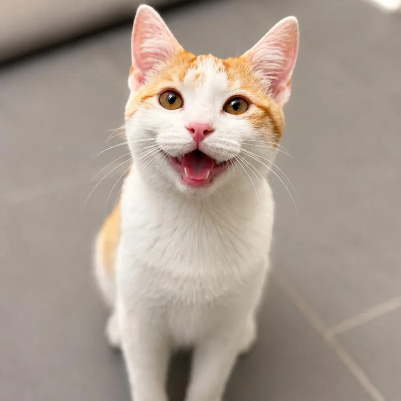 A young small-sized male American Shorthair cat named Lil' Lucky for adoption in Silver Spring, MD