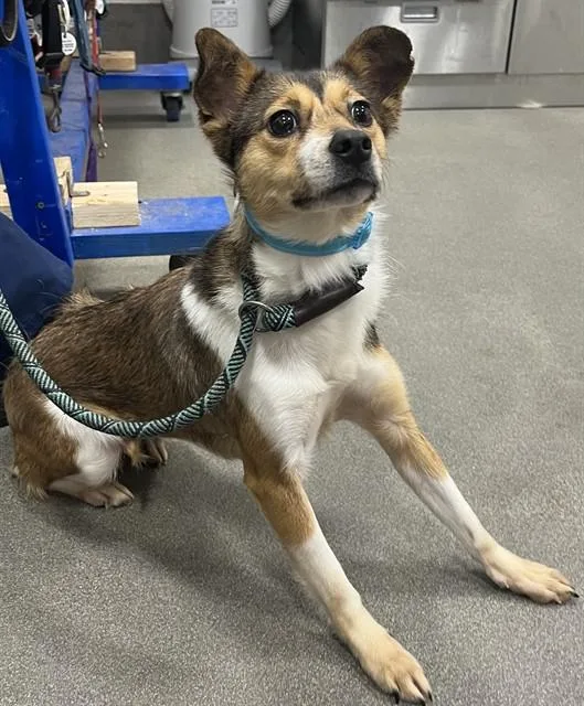 A young small-sized female Cardigan Welsh Corgi dog named Molly for adoption in Upper Marlboro, MD