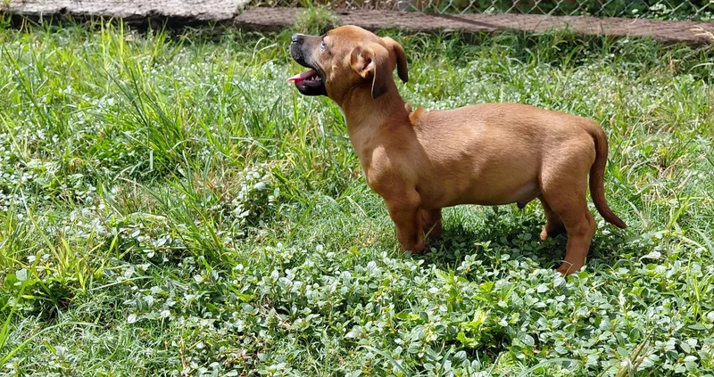 A baby medium-sized male Black Mouth Cur dog named Simon for adoption in San Antonio, TX