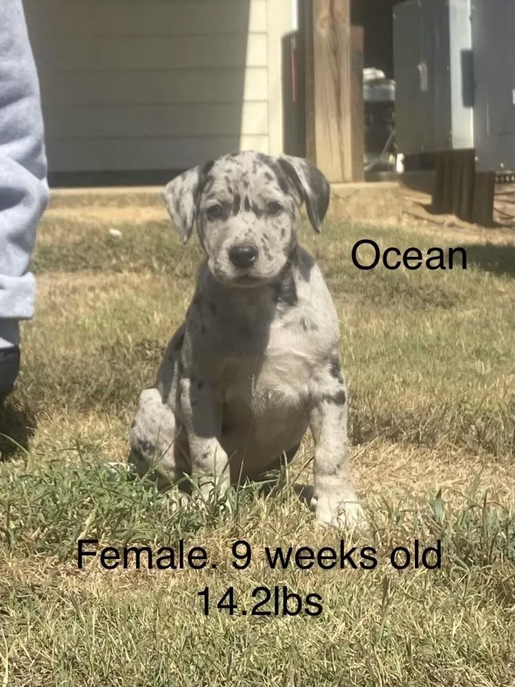 A baby medium-sized female Boxer dog named Ocean for adoption in Norfolk, MA