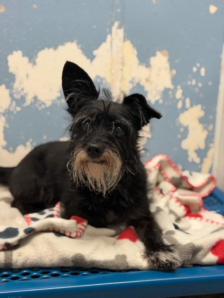 A senior small-sized male Black Terrier dog named Ricky for adoption in Columbus, NE