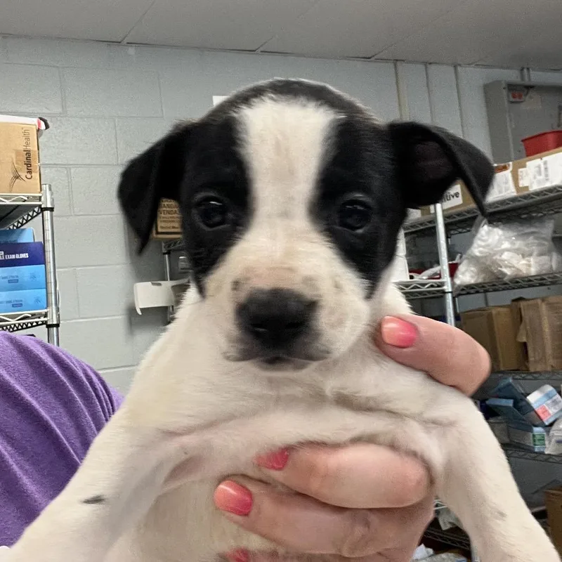 A baby small-sized female Rat Terrier dog named Maserati for adoption in East Saint Louis, IL