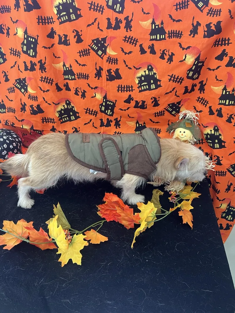 An adult small-sized male Chihuahua dog named Winnie for adoption in Upper Sandusky, OH
