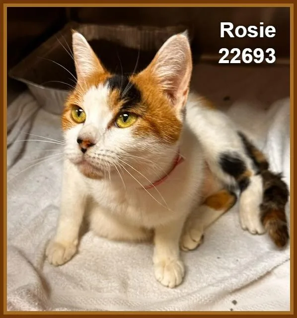 An adult medium-sized female Domestic Short Hair cat named Rosie for adoption in Marietta, GA