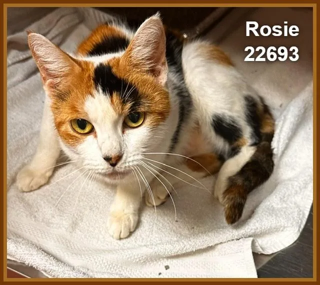 Rosie thumbnail 2