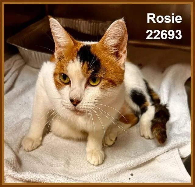 Rosie thumbnail 3