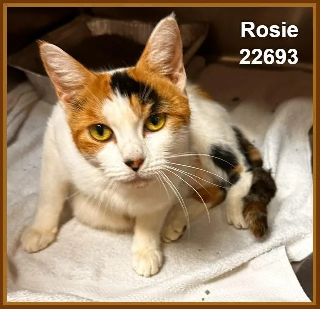 Rosie thumbnail 4