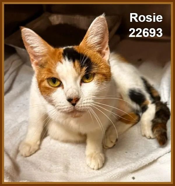 Rosie thumbnail 5