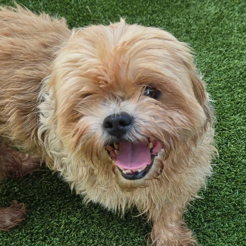 A senior small-sized female Shih Tzu dog named Connie for adoption in Chattanooga, TN