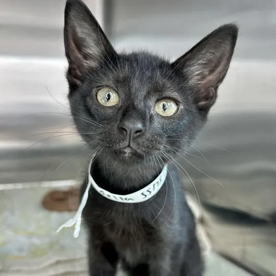 A baby small-sized female Black Domestic Short Hair cat named Delta for adoption in Matteson, IL