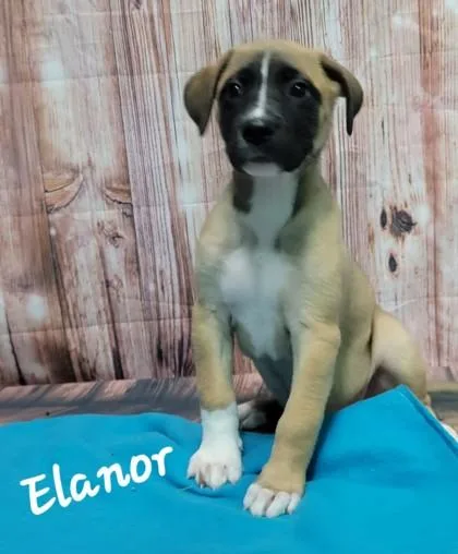 A senior large-sized female Terrier dog named Eleanor for adoption in Elmira, NY