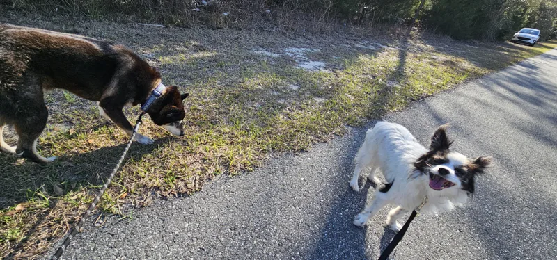 A senior medium-sized male Black Shiba Inu dog named Badger for adoption in Weeki Wachee, FL