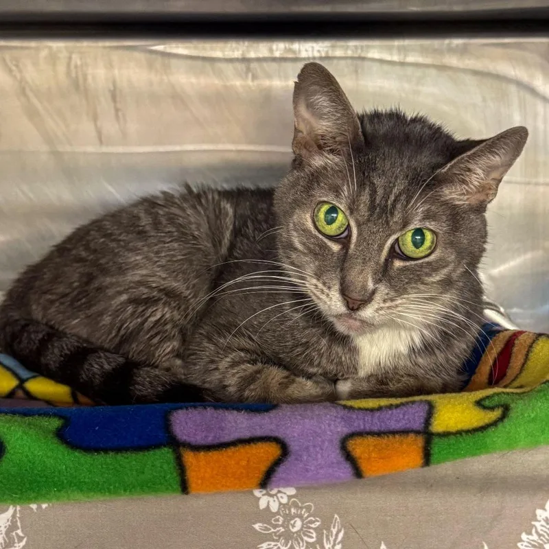 An adult medium-sized female Gray / Blue / Silver Domestic Short Hair cat named Nala for adoption in Kennebunk, ME