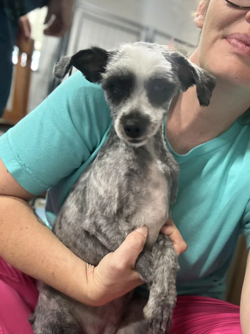 A baby small-sized female Merle (Blue) Chihuahua dog named Noodle for adoption in Dover, AR