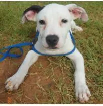 A baby medium-sized female Mixed Breed dog named Nova for adoption in West Chester, PA