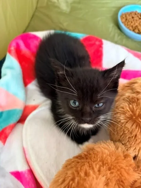 A baby small-sized female Black Domestic Short Hair cat named Deja for adoption in Fruit Heights, UT