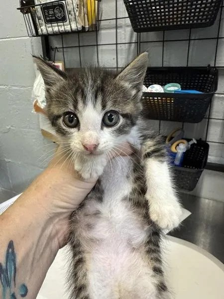 A baby small-sized male Domestic Short Hair cat named Panda for adoption in Mobile, AL
