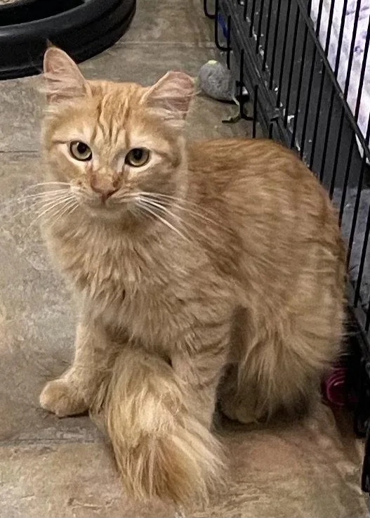 A baby medium-sized female Orange / Red Domestic Medium Hair cat named Lucy for adoption in Oviedo, FL