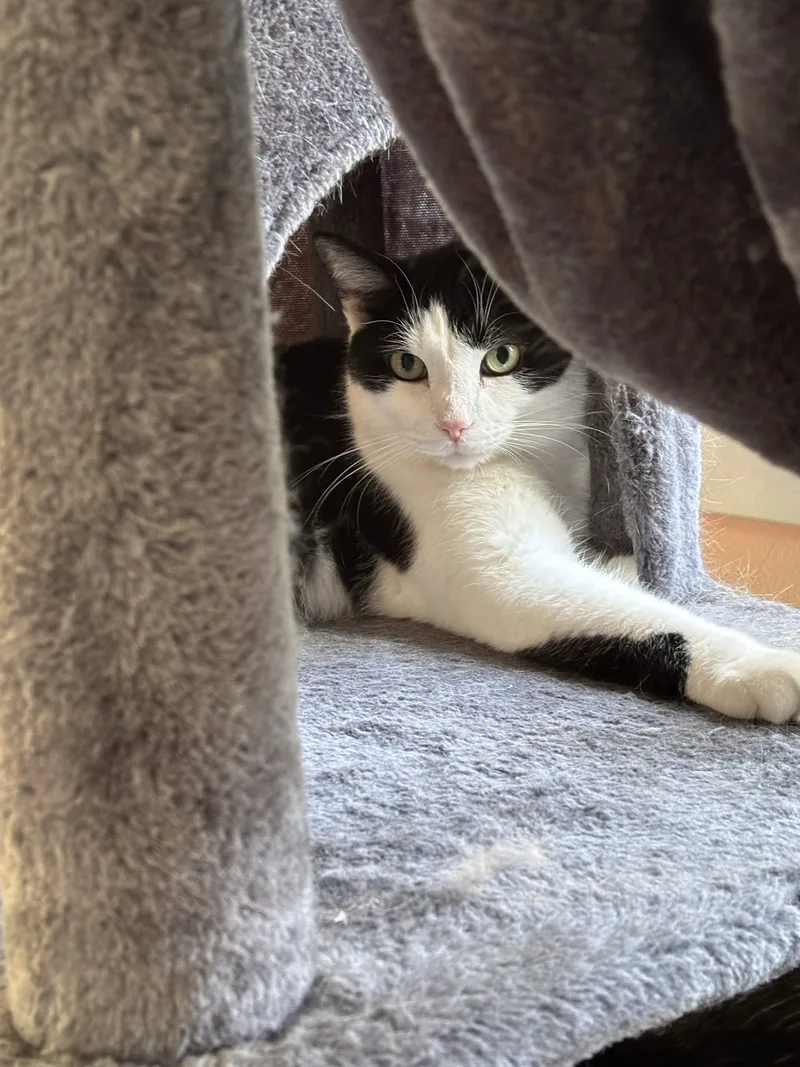 A senior medium-sized male Black & White / Tuxedo Domestic Short Hair cat named Qtip for adoption in Cincinnati, OH