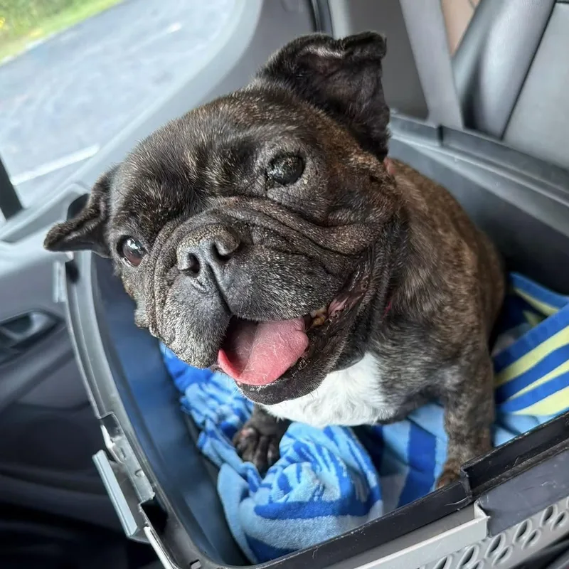 A senior small-sized female French Bulldog dog named Brimmel for adoption in Columbia, SC