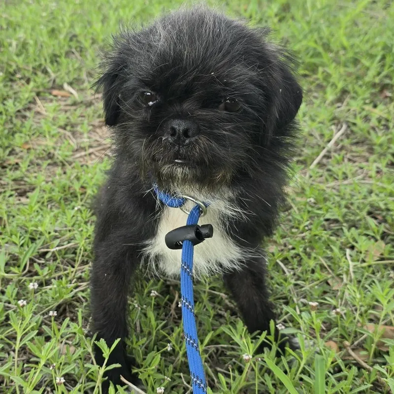A young small-sized male Black Terrier dog named Milo for adoption in West Islip, NY