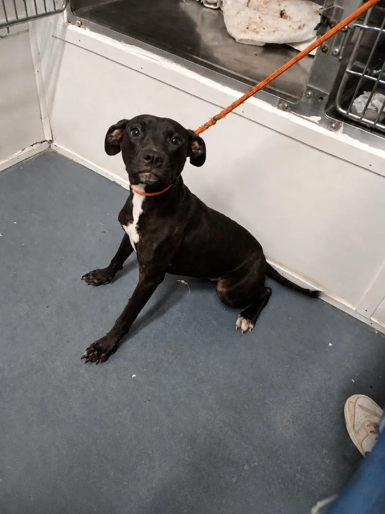 A baby small-sized female American Bulldog dog named Harley for adoption in Albany, GA