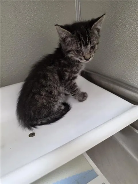 A baby small-sized male Domestic Short Hair cat named Mojo for adoption in Tracy, CA