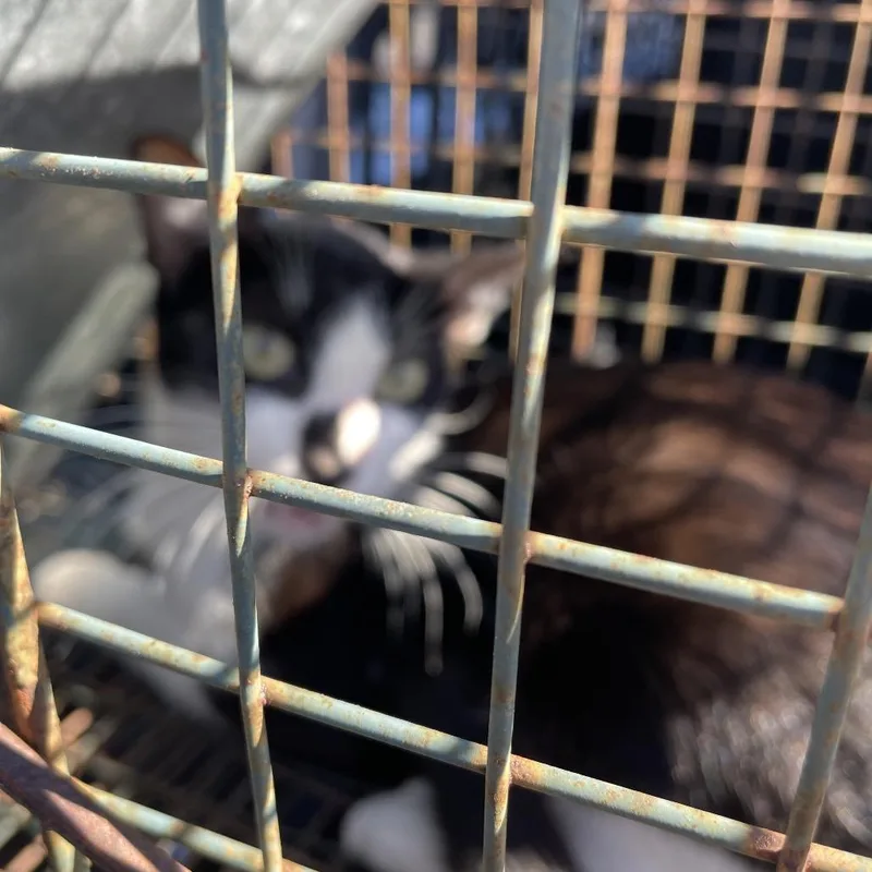 An adult small-sized female Black Domestic Short Hair cat named BRAZStray for adoption in Lake Jackson, TX
