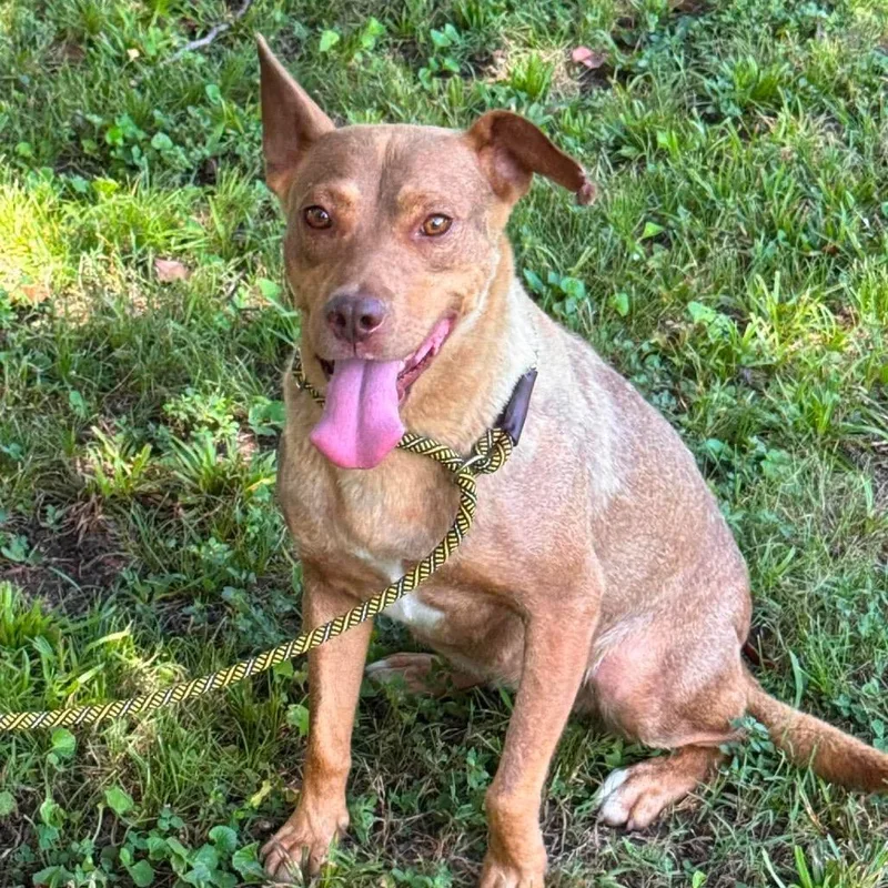 An adult medium-sized female Golden Siberian Husky dog named Nala for adoption in Sequatchie, TN