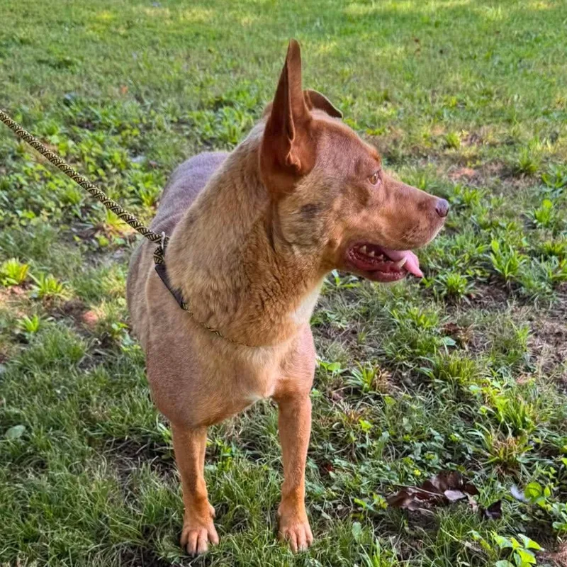 Nala thumbnail 4