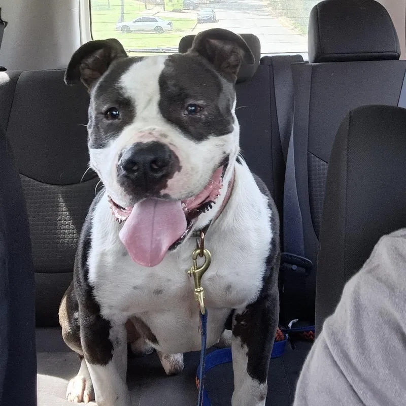 Henry Marcel thumbnail 2