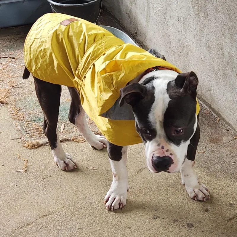 Henry Marcel thumbnail 6