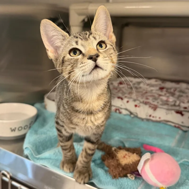 A baby medium-sized male Brown / Chocolate Domestic Short Hair cat named Encyclopedia for adoption in Newark, DE