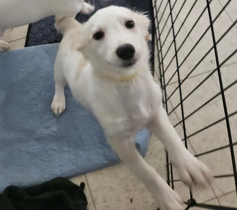A baby small-sized male Terrier dog named Chandler for adoption in Lemoore, CA