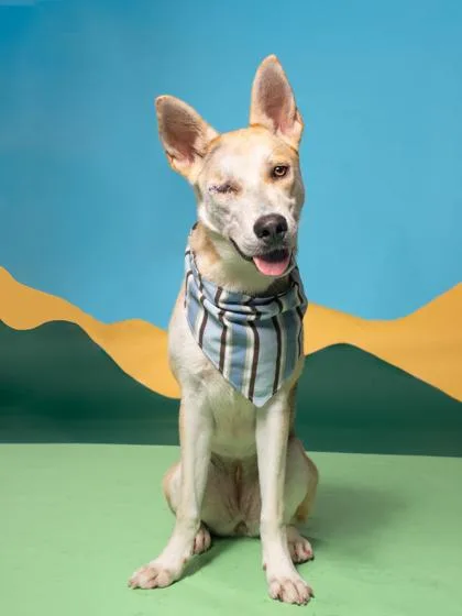 An adult medium-sized female Mixed Breed dog named Kennedy for adoption in Atlanta, GA