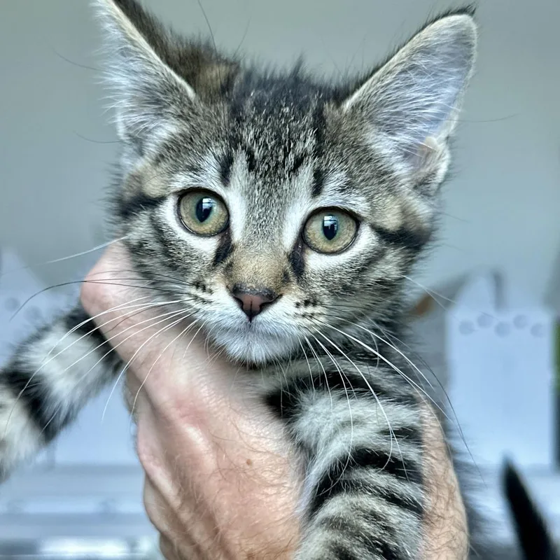 A baby small-sized male Domestic Short Hair cat named Evan for adoption in Matteson, IL