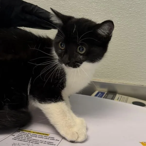 A baby small-sized female Domestic Short Hair cat named Penelope Sky for adoption in San Diego, CA