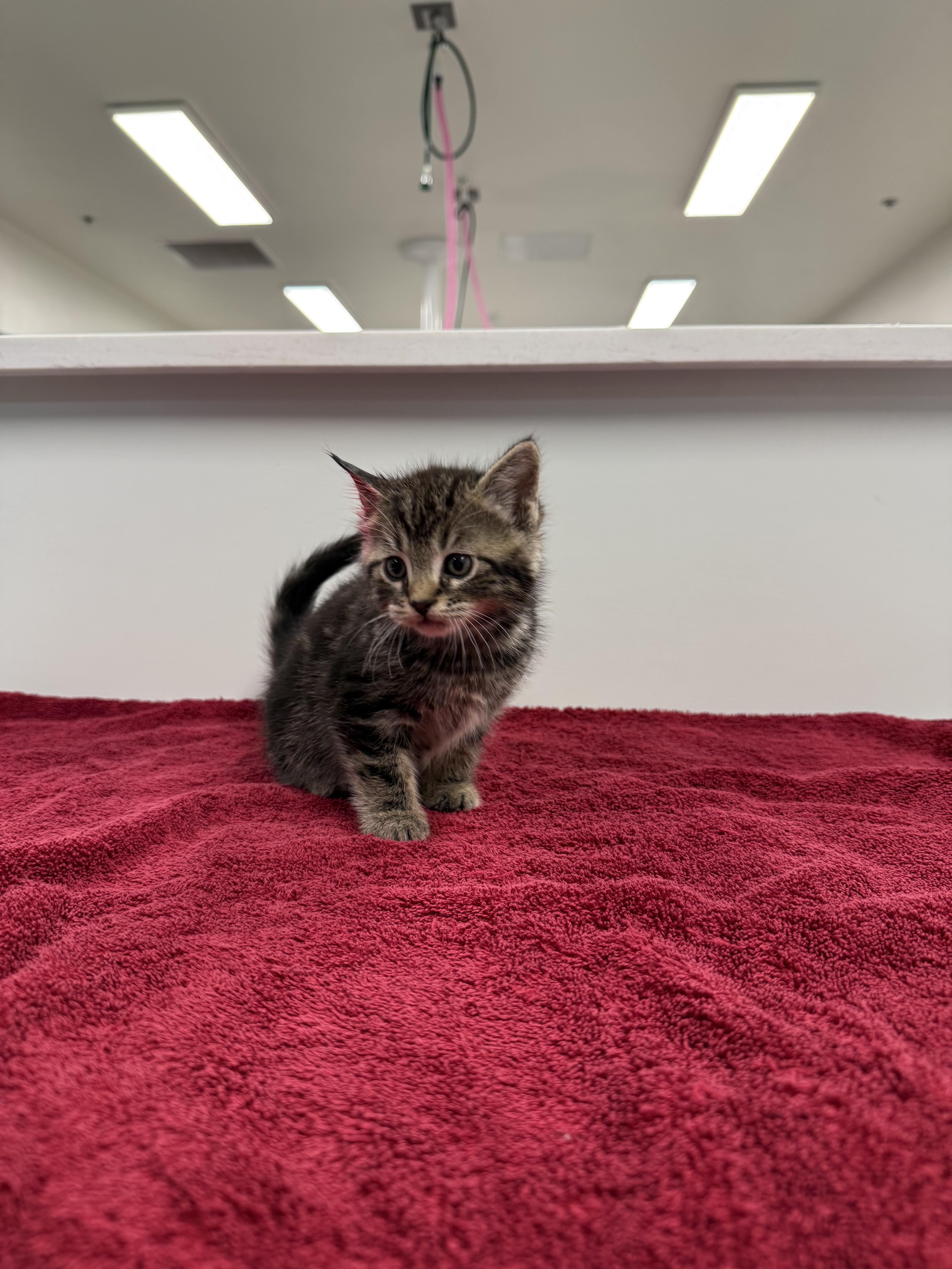 A baby small-sized male Domestic Short Hair cat named Love A Lot Bear for adoption in Chico, CA