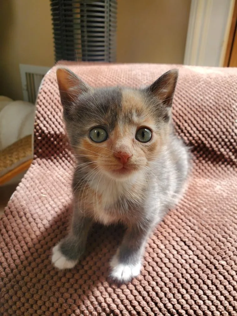 A baby medium-sized female Domestic Short Hair cat named Coral for adoption in Pomona, NY