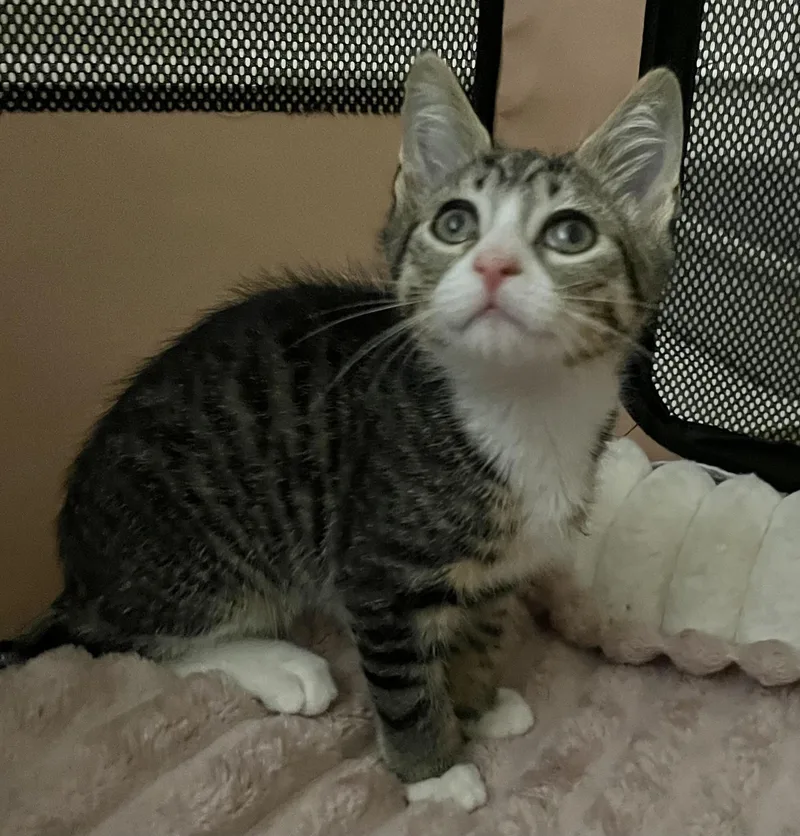 A baby large-sized male Tabby (Brown / Chocolate) Abyssinian cat named Tony for adoption in Allentown, NJ